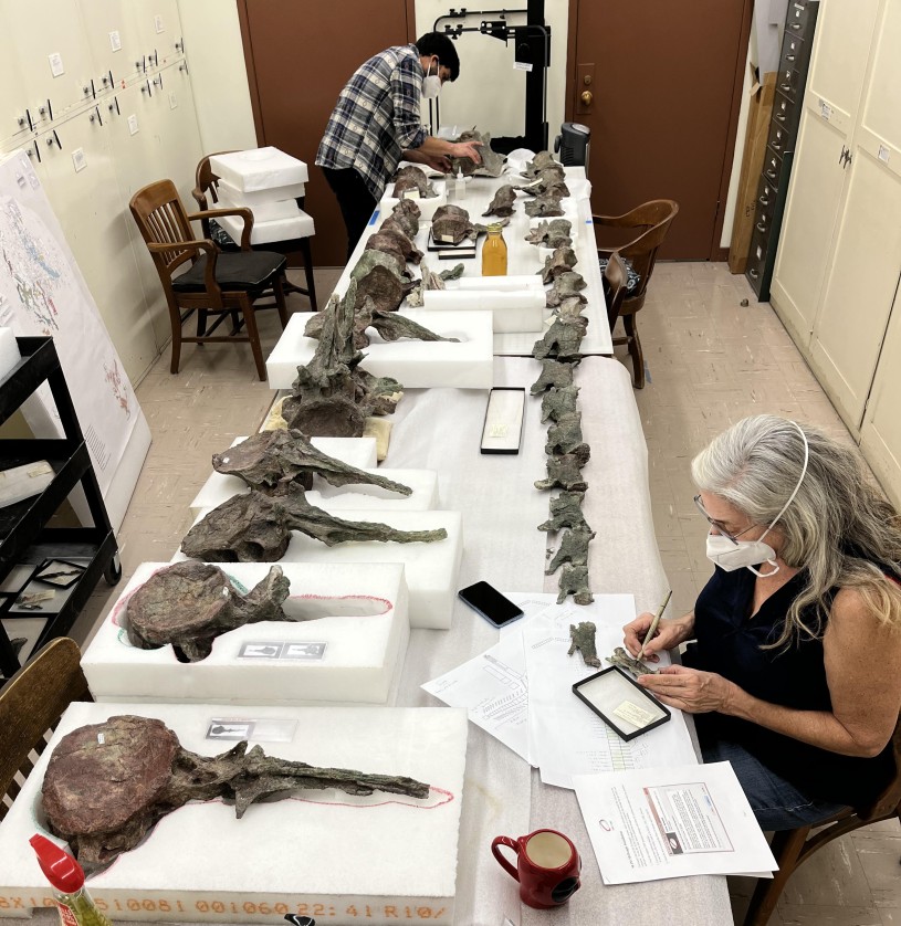 Maureen Walsh will fossils of Gnatalie