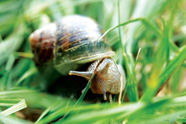 close-up of a snail in grass