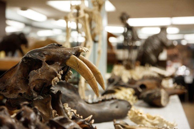 Close up of a saber-toothed skull with curved fang-like teeth