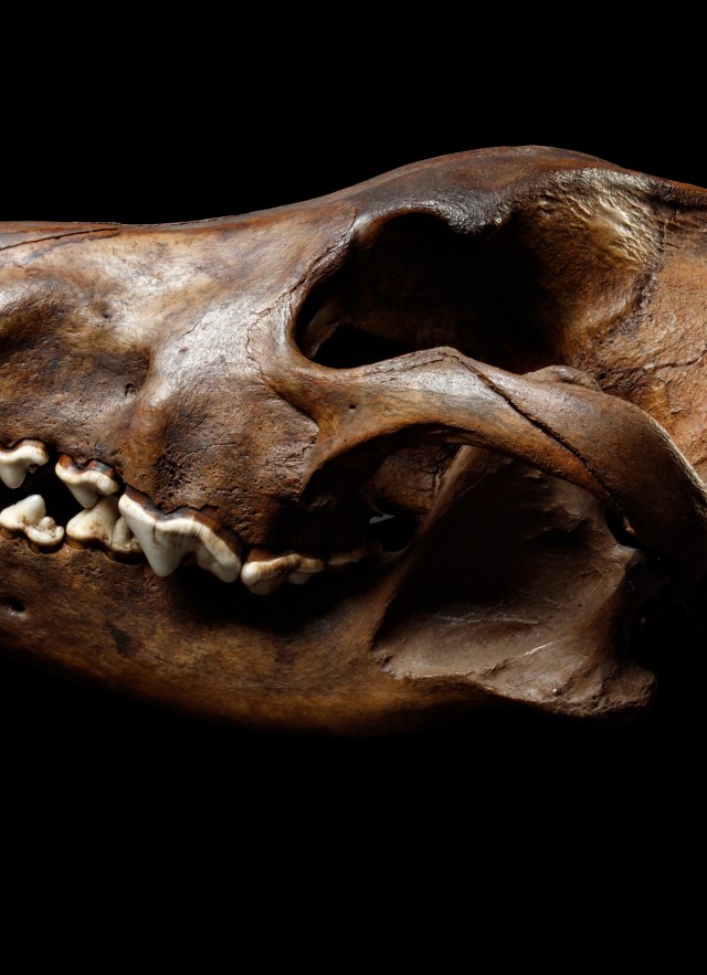 Dire Wolf Skull Side View