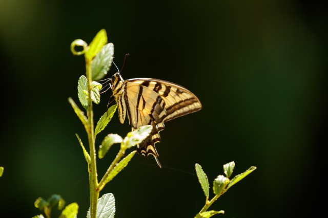 A yellow and black butterfly rests on a plant.