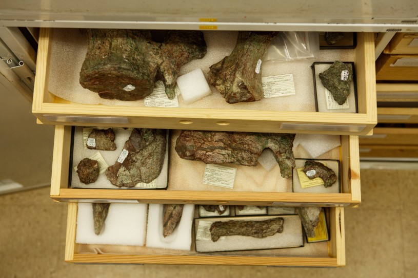 Three drawers of dinosaur fossils