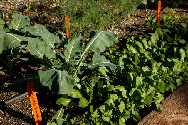 Cauliflower, radishes and carrots grow in a garden bed.