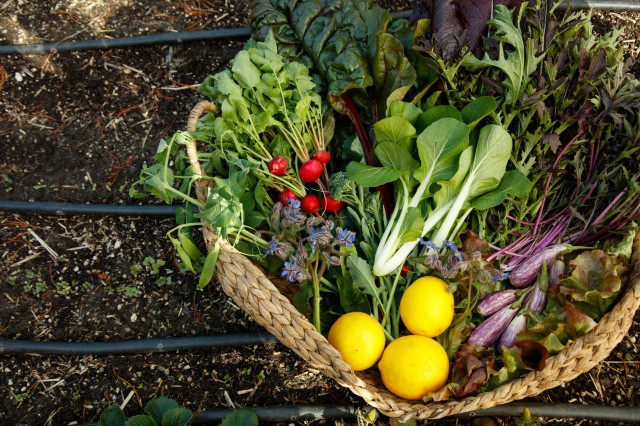 basket of produce from edible garden 