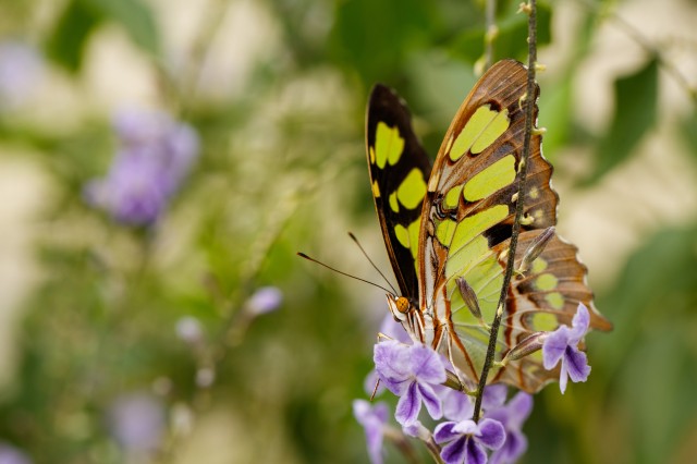 Photo of a butterfly in the NHM butterfly pavillion