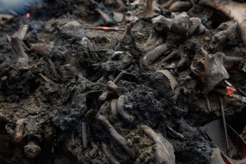 Close up of fossils in conglomerate asphalt block