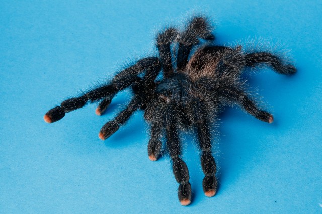 Pink toed tarantula