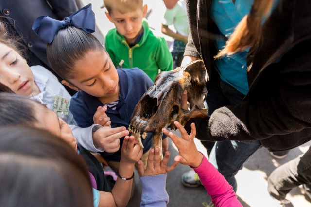 students circling around and touching a dire wolf skull