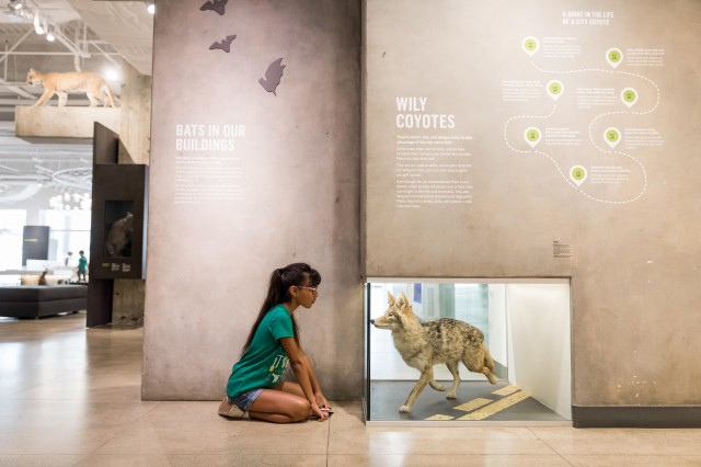 Girl looks at coyote display