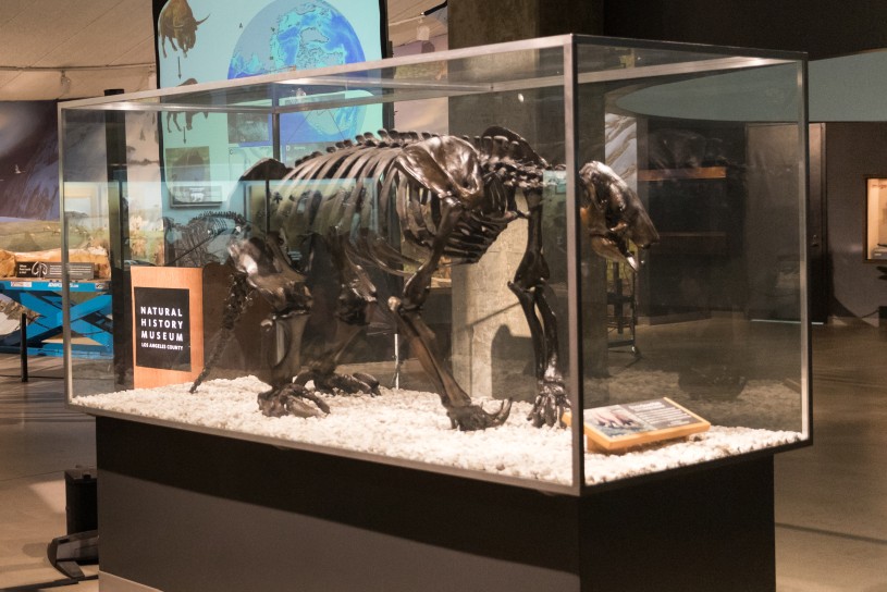 Shasta Ground Sloth skeleton mounted in clear display case