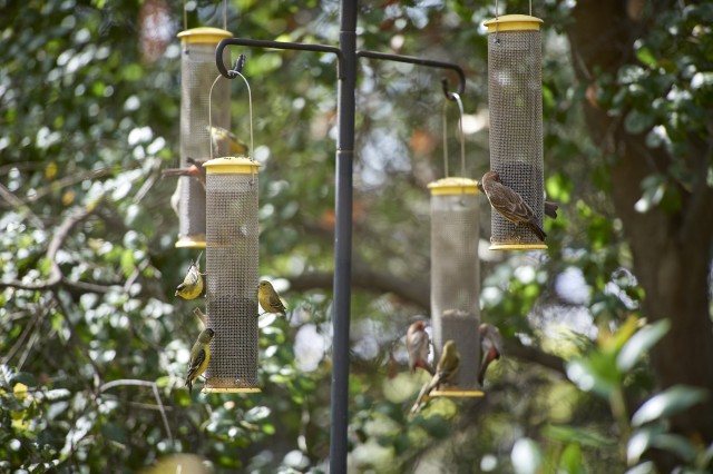 A group of birds make use of the feeds at the Museum's bird watching platform