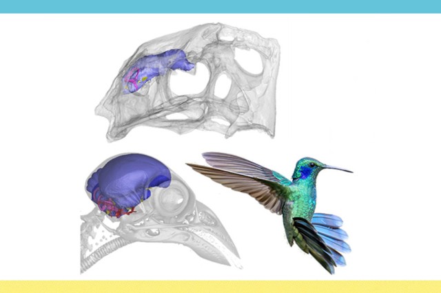 Blue, green, and yellow border around skulls and a hummingbird