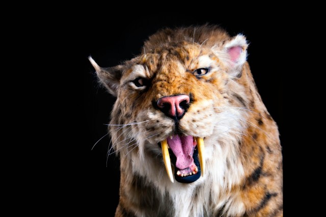 Ice Age Encounters Show