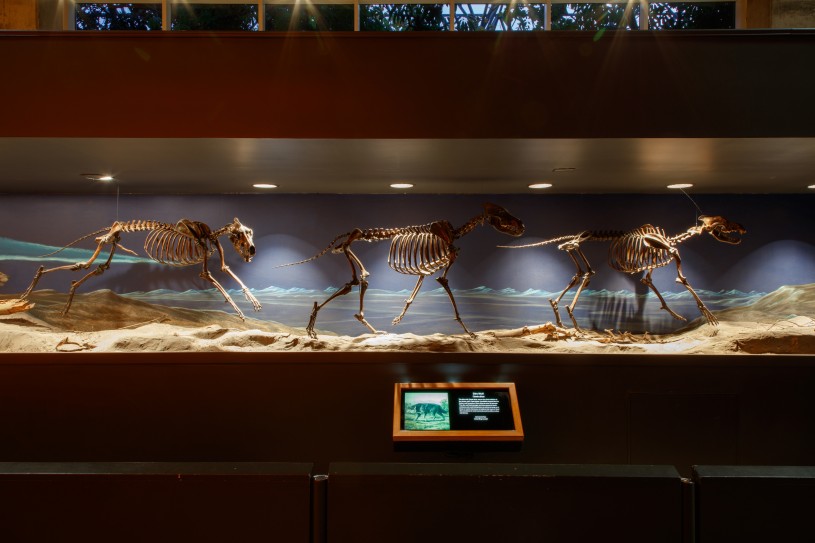 Dire wolf display running skeletons