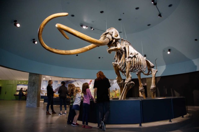 Visitors facing and looking up at a mammoth skeleton with curved tusks