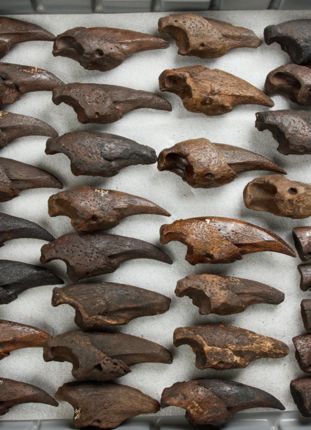 sloth toe nail specimens in fossil lab