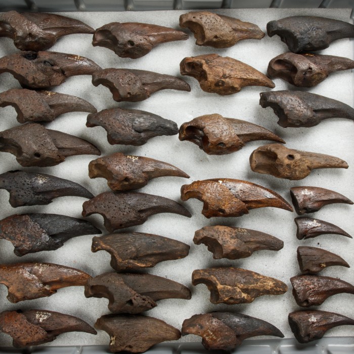 sloth toe nail specimens in fossil lab