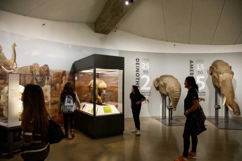 Mammoths and Mastodons Trunk Room