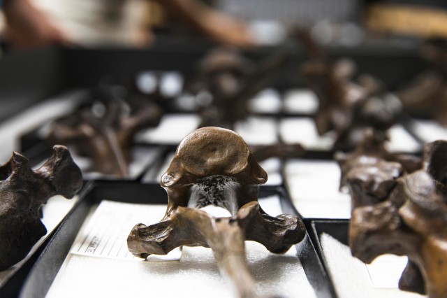 fossils from collection in fossil lab at tar pits