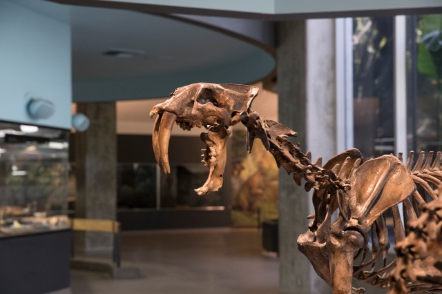 smilodon skeleton inside tar pits interior