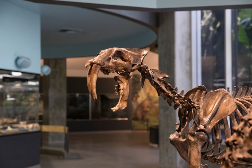 smilodon skeleton inside tar pits interior