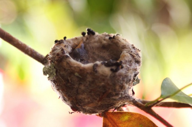 babies, twig, fragile