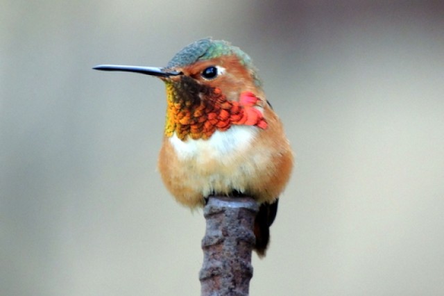 a male Allen's hummingbird in the NHM Nature Gardens