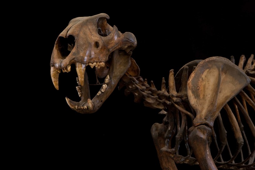 American lion fossil from a side view on a black background