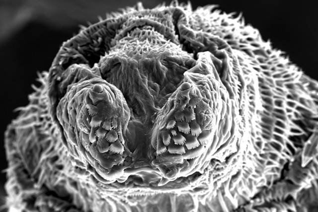 Anterior face with antennae, maxillary sense organs, mouth hooks and oral ridges visible, etc. SEM oil fly