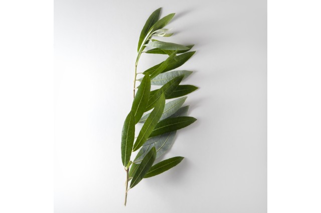 arroyo willow pleistocene garden flora plants