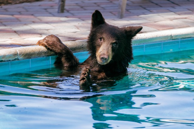 A bear appears to wave from the comfort of a backyard pool. Photo courtesy of Maria Jose Govea.