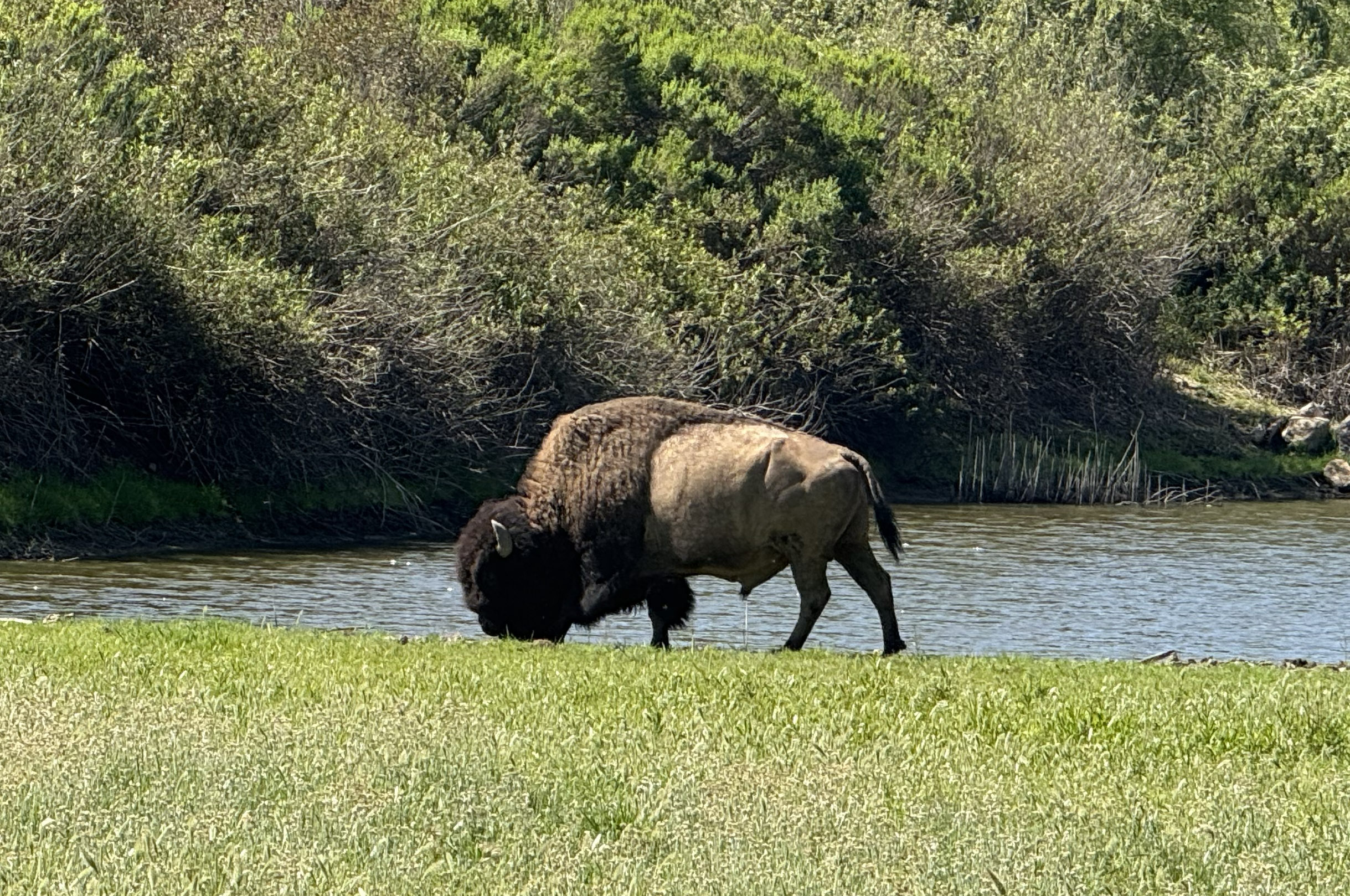 Bison on Catalina Island
