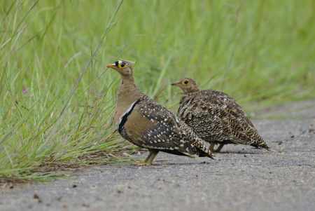 The photograph captures a male and female Double-banded Sandgrouse standing on the edge of a light-grey, pebbled road next to a lush field of tall green grass.