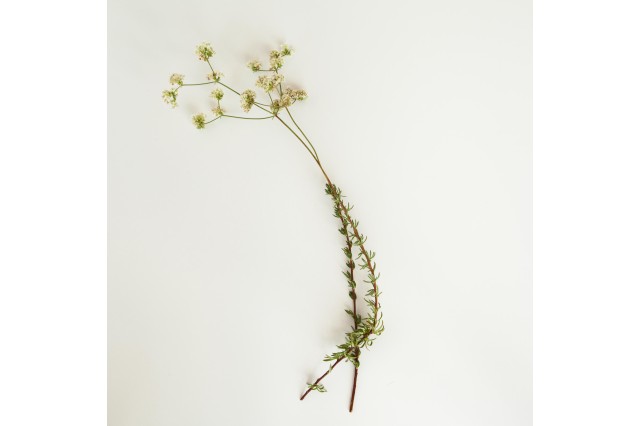 california buckwheat pleistocene garden flora plants