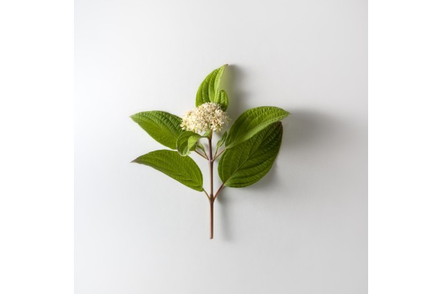 california dogwood pleistocene garden flora plants