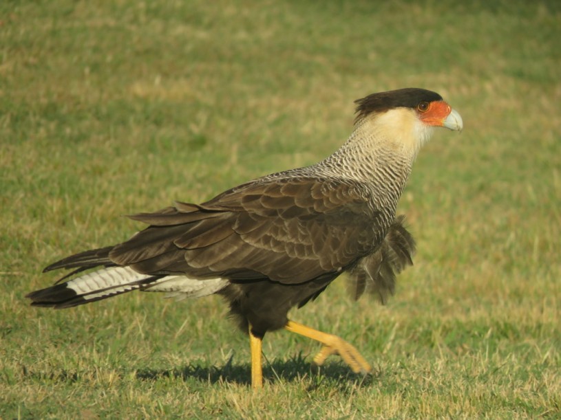 Caracaras bird looking for food