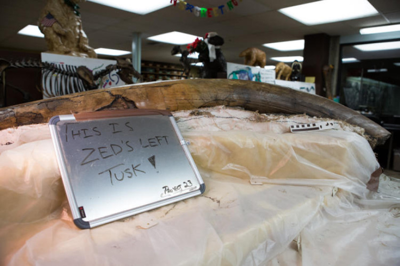 Zed the Mammoth's Left Tusk