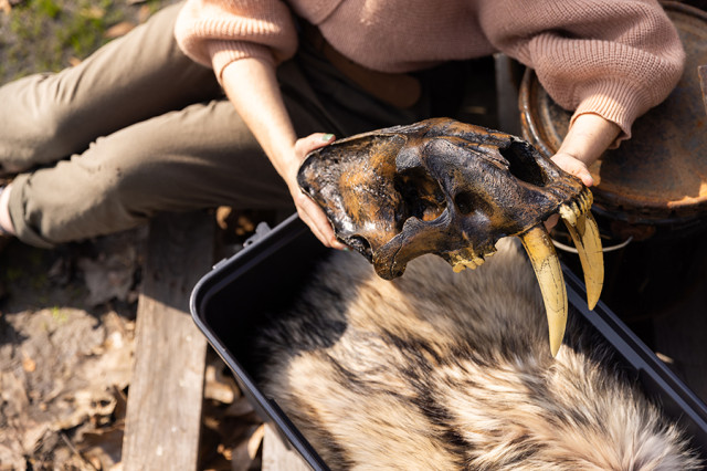 Closeup of hands holding a saber-toothed cat skull