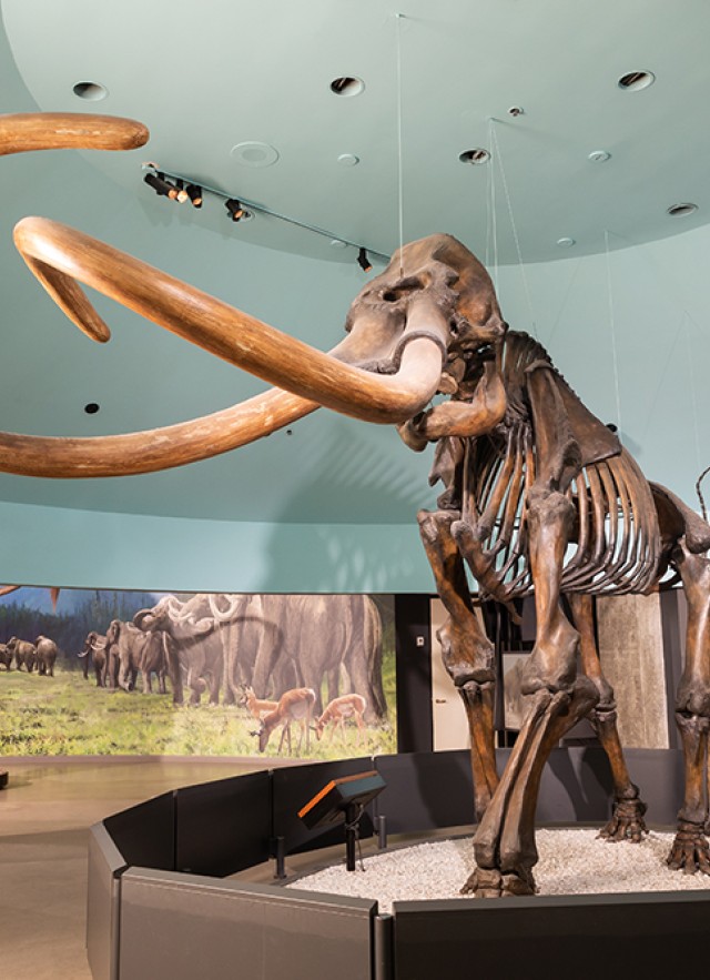 Mammoth skeleton with curved tusks shot from below with a blue circular ceiling above