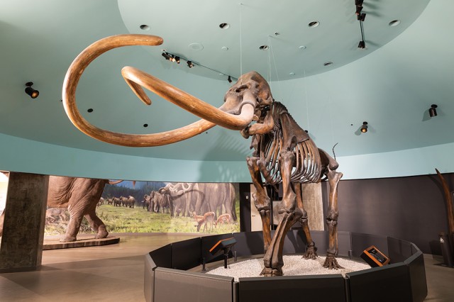 Mammoth skeleton with curved tusks shot from below with a blue circular ceiling above