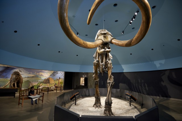 Columbian Mammoth