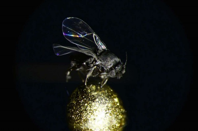 dramatic, fly, macro, shadow