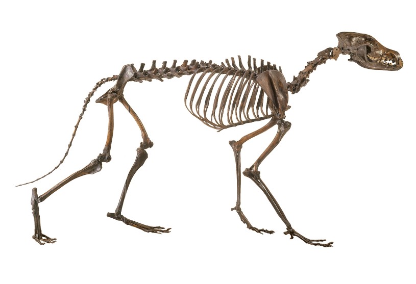 Coyote skeleton in profile facing right