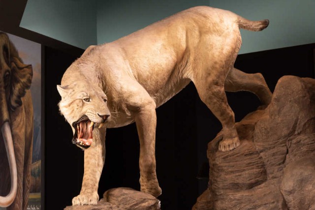 American scimitar toothed cat Self-guided tour