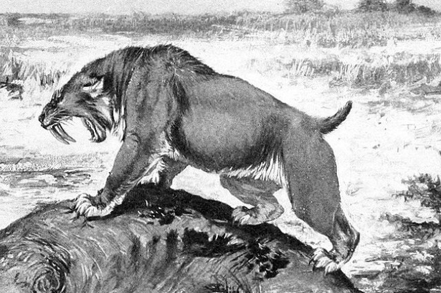 cropped_smilodon_illustration