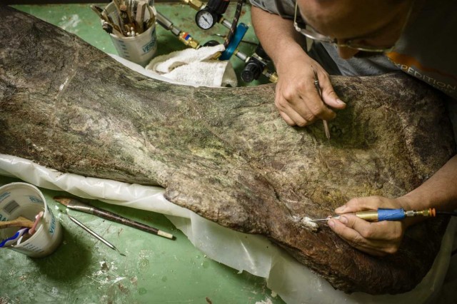 Preparator works on large bone in the Dino Lab