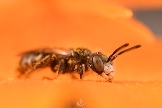 A fairy poppy bee on a dark orange background of a California poppy