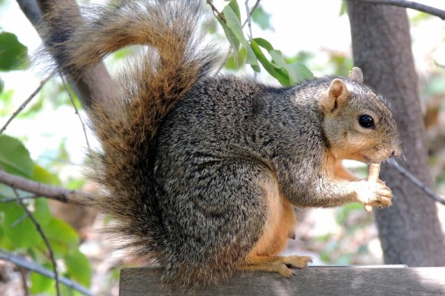 Eastern fox squirrel 