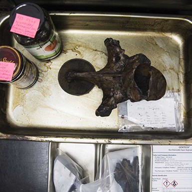 a cleaned fossil in the fossil lab at la brea tar pits