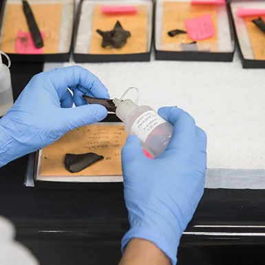 fixing a broken bone in the fossil lab at la brea tar pits